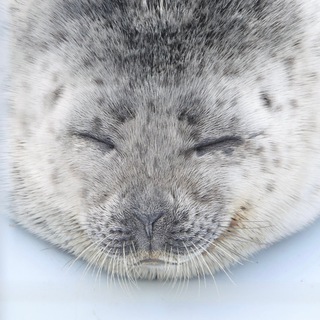 Telegram profile photo for тюлени каждый день
