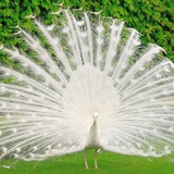 Telegram profile photo for Wisdom & Beauty