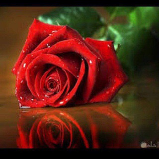 Telegram profile photo for قصص الانبياء والتابعين 🍒احكام شرعيه