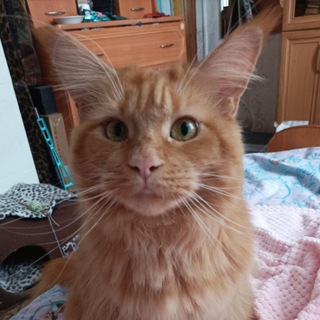 Telegram profile photo for корейска мапопырка