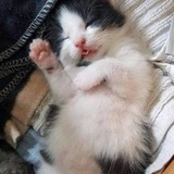 Telegram profile photo for Котикэ