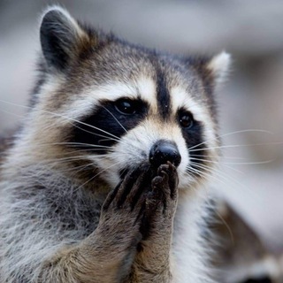 Telegram profile photo for Getting Rekt With Rekt
