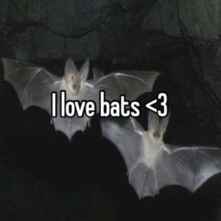 Telegram profile photo for bat"s confession!🦇🩸
