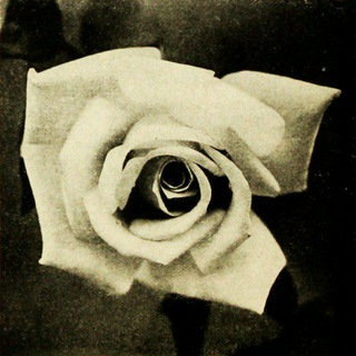 Telegram profile photo for The White Rose - Italy - Stickers
