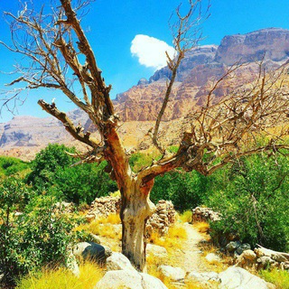 Telegram profile photo for گل افشان زیبا