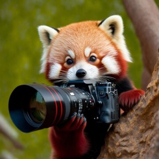 Telegram profile photo for CoDi Works