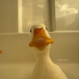 Telegram profile photo for Timmy;)