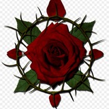 Telegram profile photo for Минская Розочка
