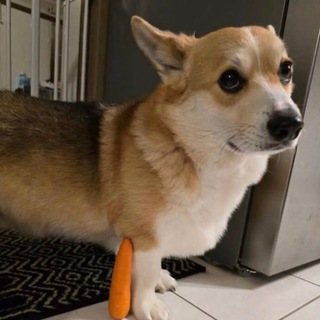 Telegram profile photo for Next $LEG 🥕 | Verify