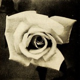 Telegram profile photo for De Witte Roos