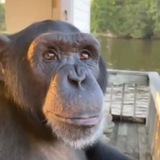 Telegram profile photo for Kokodjambo