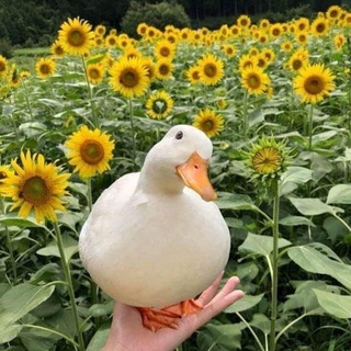 Telegram profile photo for Fool's pics