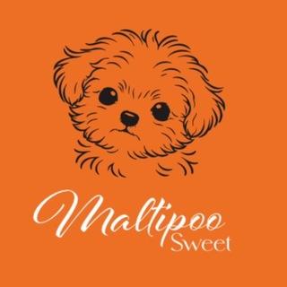 Telegram profile photo for Maltipoo Sweet