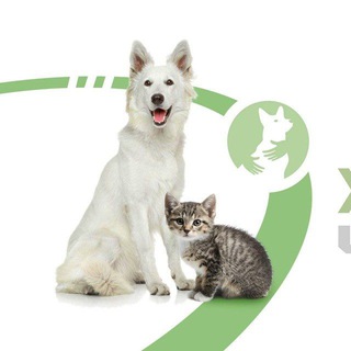 Telegram profile photo for ЗООВОЛОНТЕРИ ЧЕРНІГОВА🐱ДОПОМОГА ТВАРИНАМ🇺🇦 УКРАЇНА, ЧЕРНІГІВ