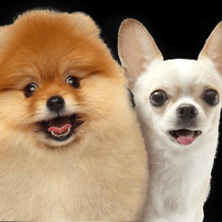 Telegram profile photo for Шпицы и чихуахуа продажа