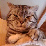 Telegram profile photo for BRDigung