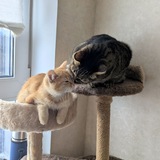 Telegram profile photo for Джинджер и Реджи