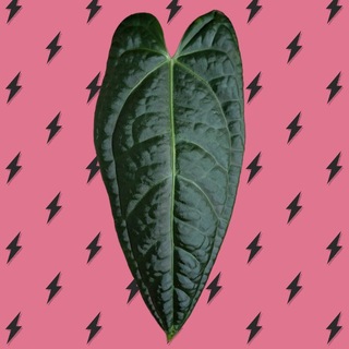 Telegram profile photo for asya_plants