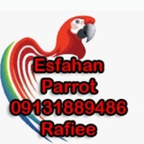 Telegram profile photo for @esfahanparrot