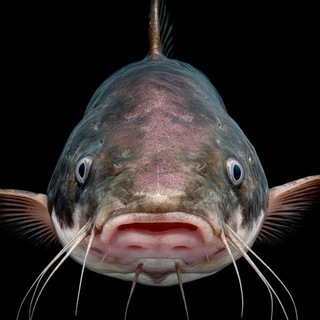 Telegram profile photo for Сомик 🎣