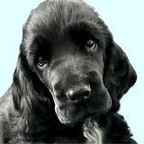 Telegram profile photo for Max Memorial Token