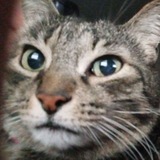Telegram profile photo for печально известный / floren