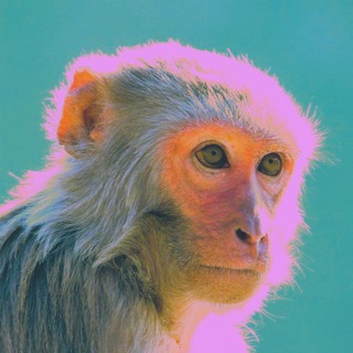 Telegram profile photo for ریسِس مکاک
