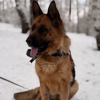 Telegram profile photo for Немка