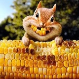 Telegram profile photo for Кукуруза 🌽