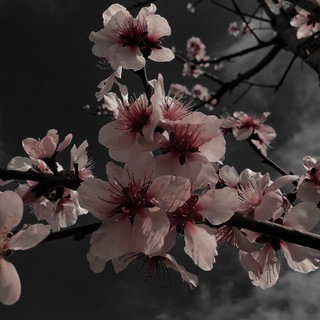 Telegram profile photo for 𝑑𝑎𝑠ℎ𝑘𝑘.𝑏𝑒𝑎𝑑𝑠💓