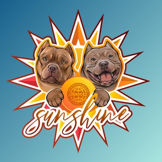 Telegram profile photo for Sunshine_american_bully