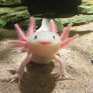 Telegram profile photo for Axolotl, аксолотль на все случаи жизни