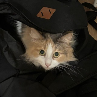 Telegram profile photo for Кошка коробка