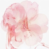 Telegram profile photo for ₊˚ෆКапитолики꒰ა ໒꒱