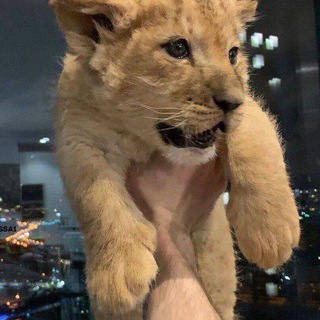 Telegram profile photo for Reputation