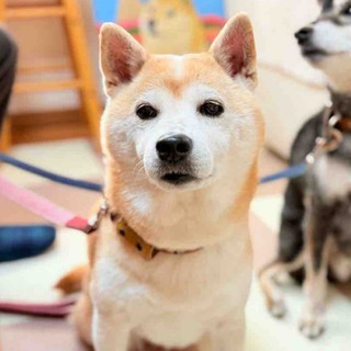 Telegram profile photo for Ten-chan