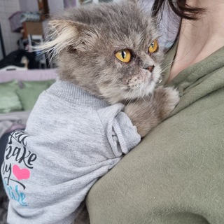 Telegram profile photo for КотоДом Love2cats