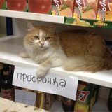 Telegram profile photo for Шестерочка