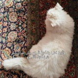 Telegram profile photo for ﴿وَرَبُّكَ الْغَفُورُ ذُو الرَّحْمَةِ﴾