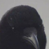 Telegram profile photo for The poem of the Rose