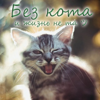 Telegram profile photo for Без кота и жизнь не та ツ