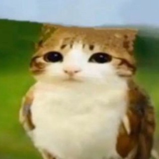 Telegram profile photo for чириканье каспера