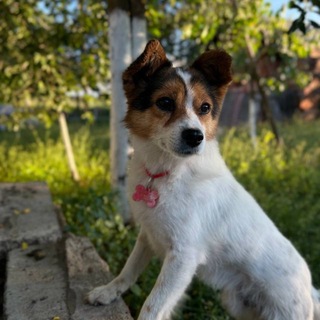 Telegram profile photo for Життя Джиміка🤎