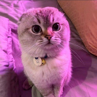 Telegram profile photo for MIAO