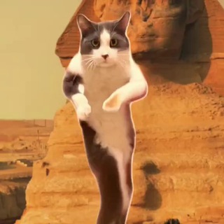 Telegram profile photo for 😽 Кошаки, котятки и котики