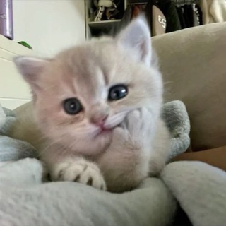 Telegram profile photo for Seina’s sell Cc lists