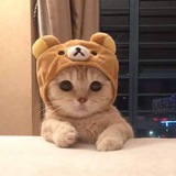 Telegram profile photo for Gamblecat