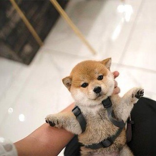 Telegram profile photo for $SHIBY CTO Portal