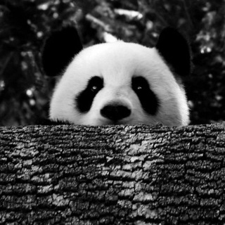Telegram profile photo for بّـآنٌدُآ🖤🐼