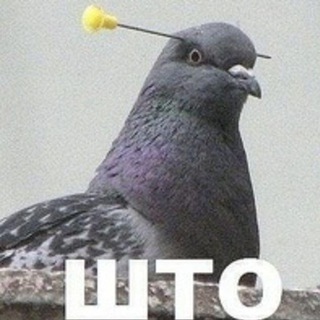 Telegram profile photo for Картинки с тупыми птицами